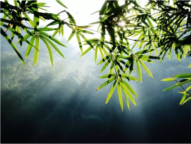 彭州這個盛夏，許你一片竹海！